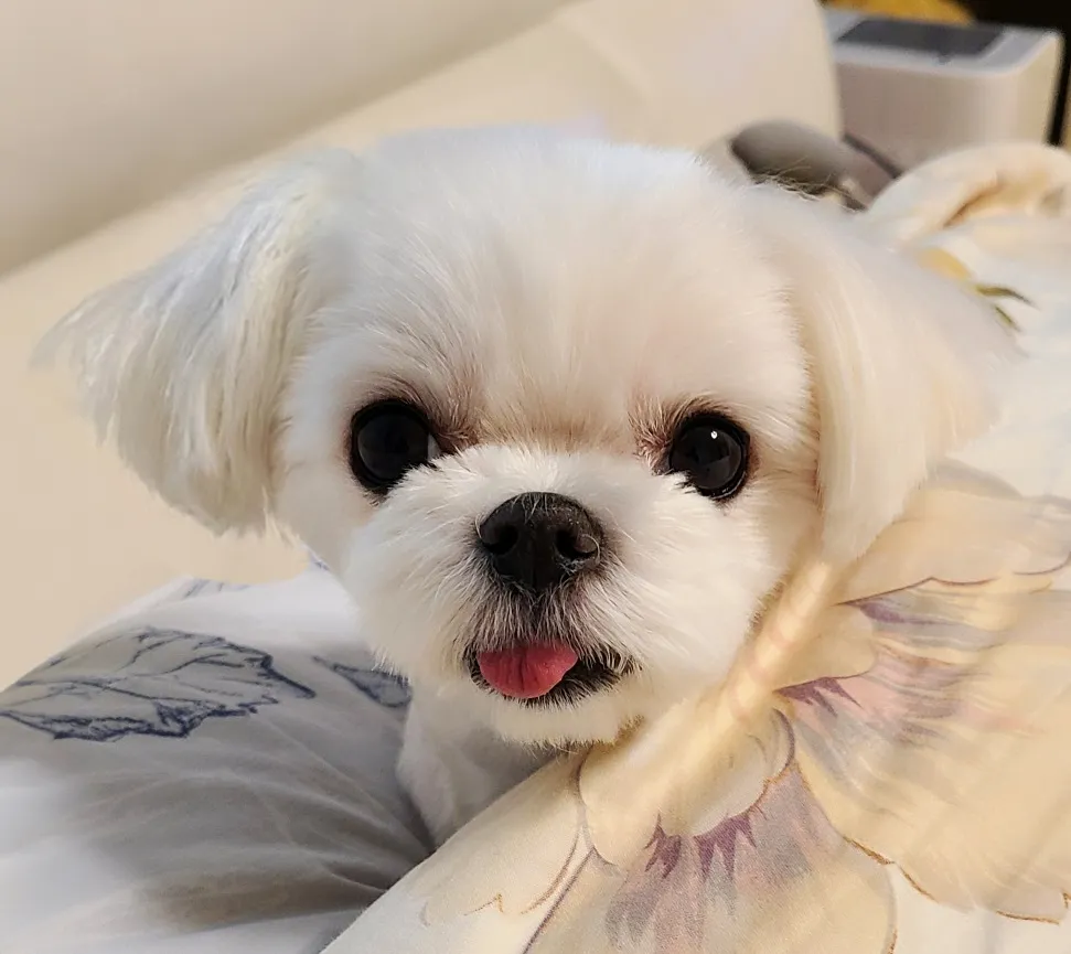 하뚜 원본