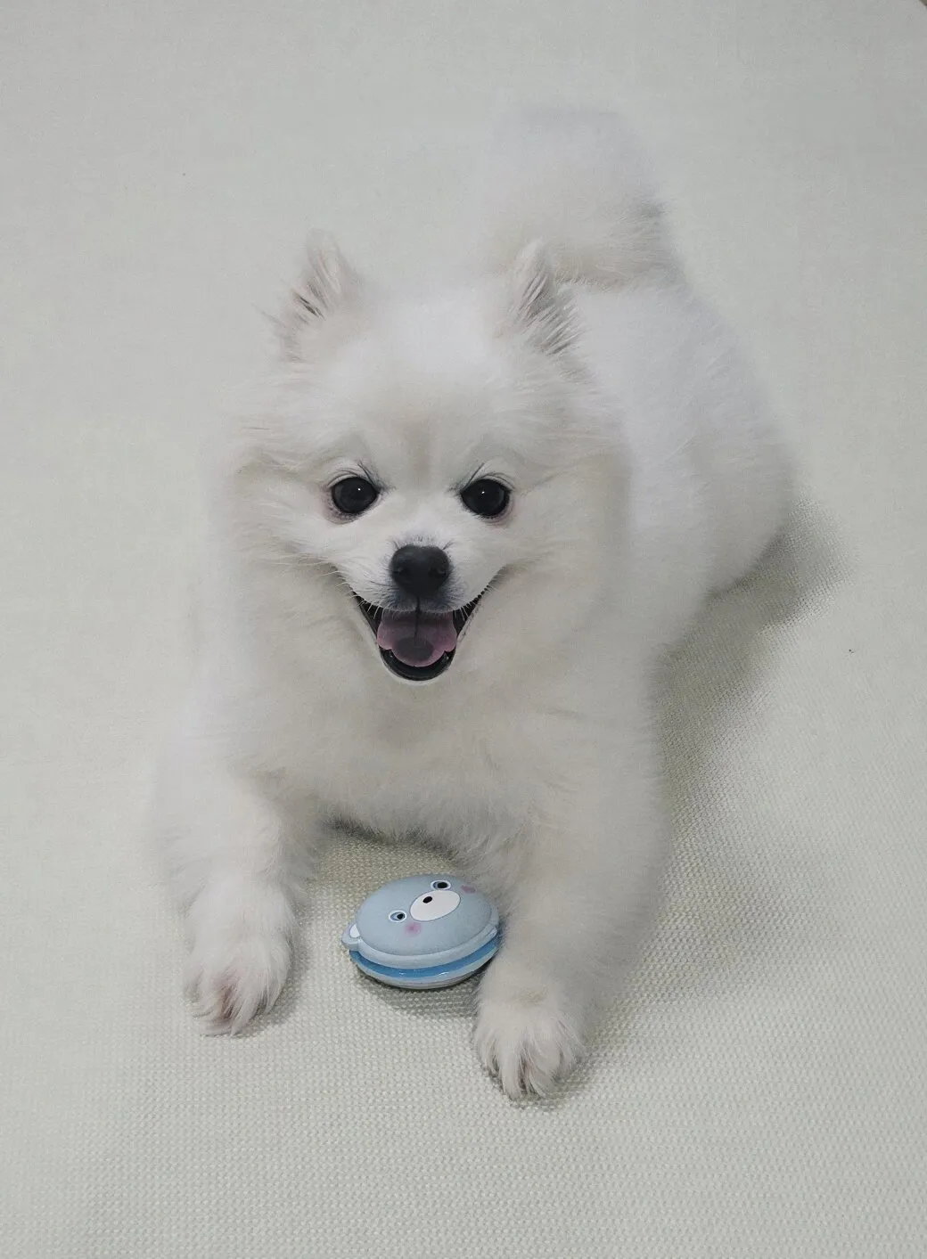 꽃님이 원본