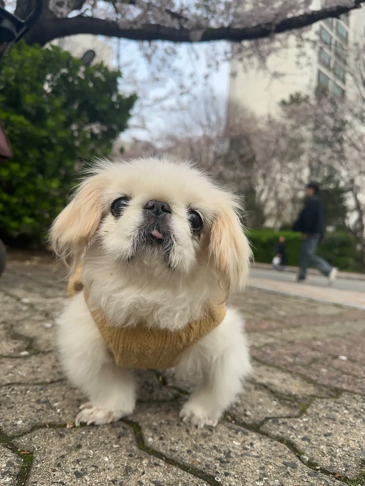 콩이 원본