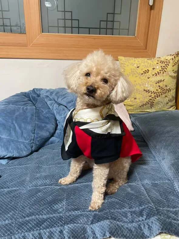 새롬이 원본